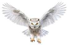 Snowy Owl In Flight On White Background. AI Generated Illustration.