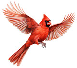 Fototapeta Zwierzęta - Northern Cardinal Bird in Flight on White Background. AI generated Illustration.
