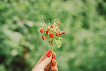 Wall Mural - Ripe Red wild strawberries berry in wild meadow, close up