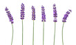 Multiple purple lavender flower stems isolated cutout on transparent