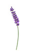 Single stem purple lavender flower isolated cutout on transparent