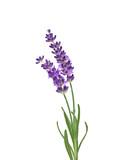 Two purple lavender flower stems with leaves isolated cutout on transparent