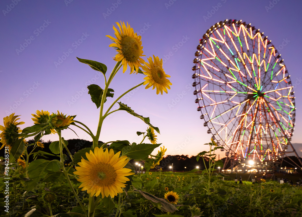 夏のひまわり畑、夕景_葛西臨海公園_向日葵 Stock Photo | Adobe Stock