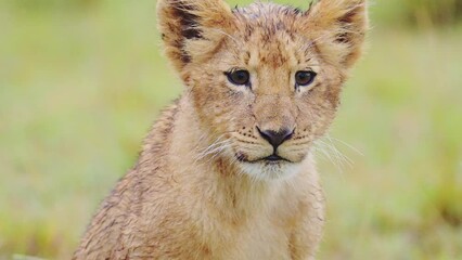 close up of small cute young baby lion cub with beautiful fur furry face facing the camera, african 