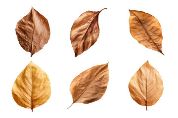 Wall Mural - Collection of dried leaves isolated on transparent background