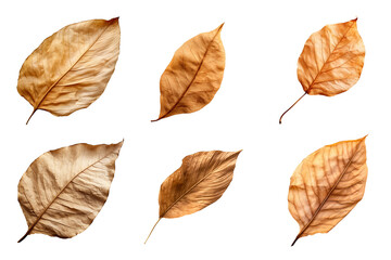 Wall Mural - Collection of dried leaves isolated on transparent background