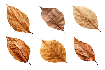Wall Mural - Collection of dried leaves isolated on transparent background