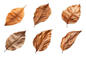 Wall Mural - Collection of dried leaves isolated on transparent background