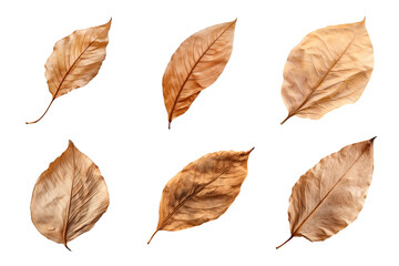 Wall Mural - Collection of dried leaves isolated on transparent background