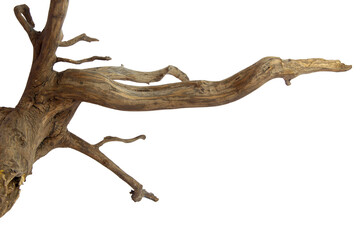 brown driftwood for aquarium aquascaping design isolated on transparent background. png transparency