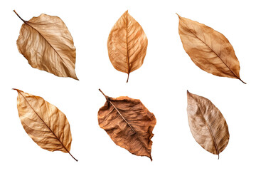 Wall Mural - Collection of dried leaves isolated on transparent background