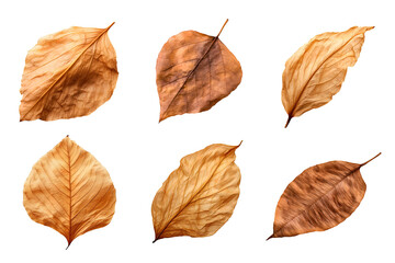 Wall Mural - Collection of dried leaves isolated on transparent background