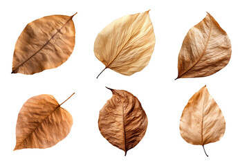 Wall Mural - Collection of dried leaves isolated on transparent background