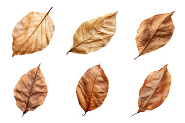 Wall Mural - Collection of dried leaves isolated on transparent background