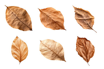Wall Mural - Collection of dried leaves isolated on transparent background