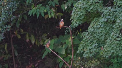 Canvas Print - common kingfisher in a forest