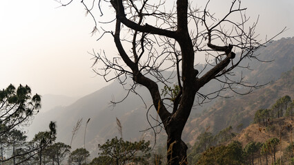 Canvas Print - Scenic landscape of Kasauli, Gilbert trail also known as sunset point