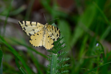 Poster - Speckled yellow // Pantherspanner, Gelber Fleckenspanner (Pseudopanthera macularia)