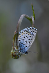 Wall Mural - Eastern baton blue // Östlicher Quendelbläuling (Pseudophilotes vicrama)