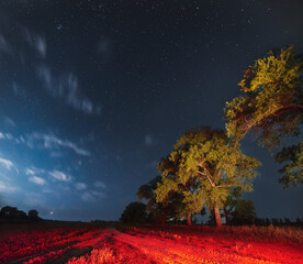 Wall Mural - Milky Way Galaxy In Night Starry Sky Above Trees In Summer Forest. Glowing Stars Above Landscape. View From Europe. Ground Is Colored Red By Rear Lamp Lights Of Car.