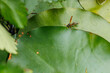 Wespe auf einem Seerosenblatt im teich