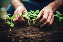 Closeup Of Hands Planting Seedlings In Vegetable Garden. Generative AI