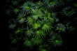 Lots Of Saw Palmetto Leaves Seen From Drone. Generative AI