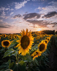 sunflower field with sky