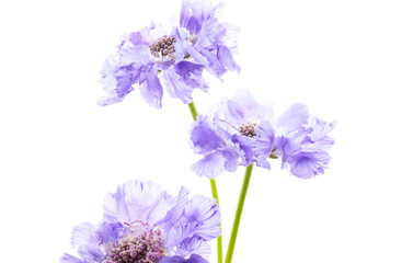 Canvas Print - Violet wildflower isolated on white background