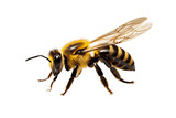 Fototapeta Zwierzęta - Isolated Bee on Transparent Background. Generative AI