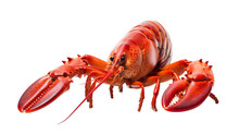 Lobster In Transparent White Background