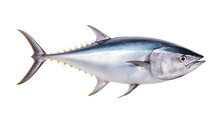 Tuna Fish In Transparent White Background