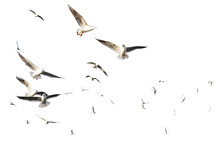 Png Flock Of Seagulls Bird Isolated Clear Background	