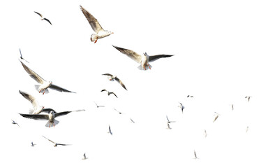 Wall Mural - seagulls - flock of seagull bird isolated on clear background