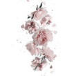 Isolated of pink pale falling peonies blooms and petals, PNG