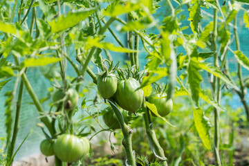 Wall Mural - ripening tomatoes in the greenhouse, green tomatoes