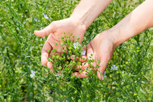 Female Hands Hold Flax Plants With Flowers Against The Background Of A Flax Field