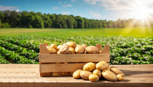 Wooden Box Full Of Potatoes On Table With Green Field On Sunny Day