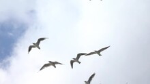 Flock Of Black-Headed Gulls (Chroicocephalus Ridibundus) In Winter Plumage Flying Overhead Kent, UK. [Slow Motion - X5] 