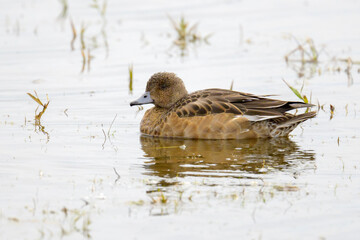 Wall Mural - Eurasian Wigeon (Anas penelope) female swimming, Netherlands,