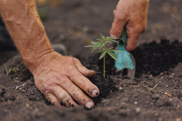 Wall Mural - Farmer hands holds baby cannabis plant. Concept farm marijuana plantation