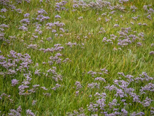Limonium Sinuatum, Aka Wavyleaf Sea Lavender, Statice, Sea Lavender, Notch Leaf Marsh Rosemary, Sea Pink. Growing Wild On Devon Coast, UK.