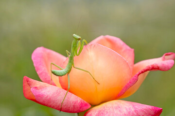 Wall Mural - praying mantis sitting on beautiful rose in garden