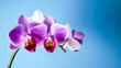 Violette Schmetterlingsorchideenblüten vor blauem Hintergrund