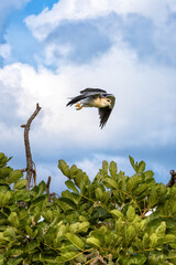 Wall Mural - A black-shouldered or black-winged kite, elanus caeruleus, in the Masai Mara, Kenya. This small hawk will feed on rodents and insects and hovers in flight to seek out prey.