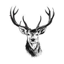 Hand Drawn Deer Sketch Vector Illustration
