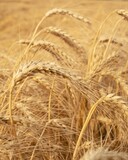 Fototapeta Tulipany - Golden ears of wheat on the background of a wheat field. Shallow depth of field