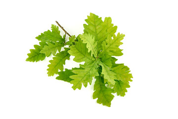 Wall Mural - Green Oak Leaves, isolated on white background.