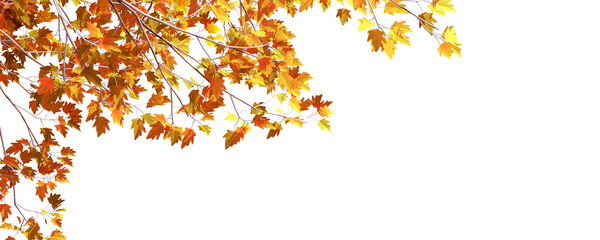 autumn leaves on white background