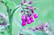 Comfrey pink flowers growing in summer garden. Purple Symphytum officinale perennial flowering plants grow in spring green meadow. Fresh wildflowers cultivated Comfrey blooming, selective focus